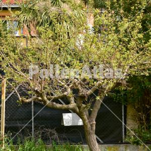 Prunus armeniaca 1