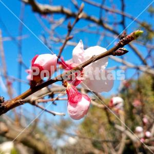 Prunus armeniaca 2