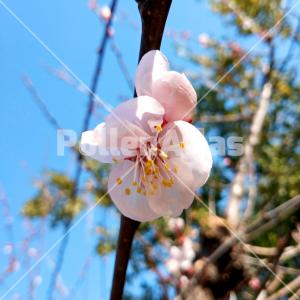 Prunus armeniaca 4