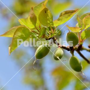 Prunus armeniaca 5