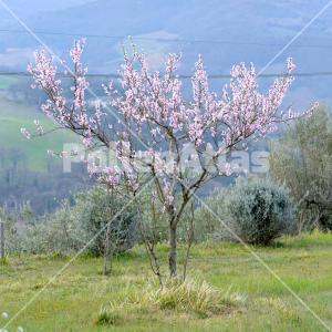 Prunus persica 1