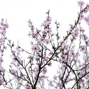 Prunus persica 2