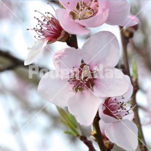 Prunus persica 5