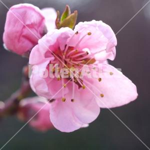 Prunus persica 6