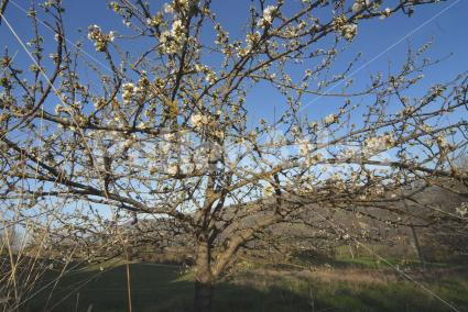 Prunus avium
