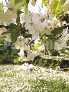 Prunus avium