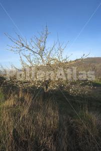 Prunus avium