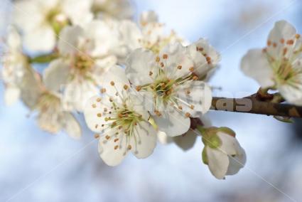 Prunus avium
