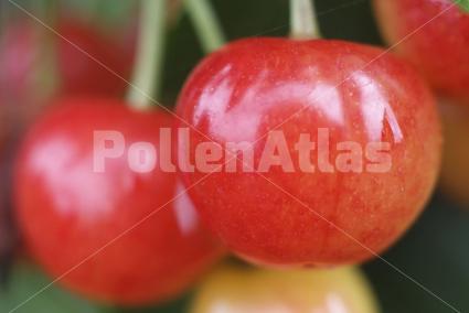 Prunus avium