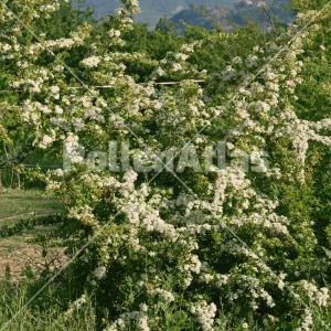 Pyracantha coccinea