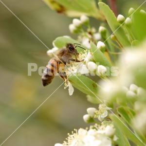 Pyracantha coccinea