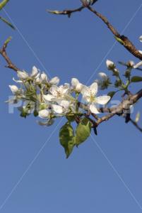 Pyrus communis
