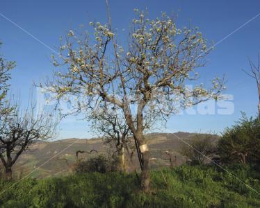 Pyrus communis