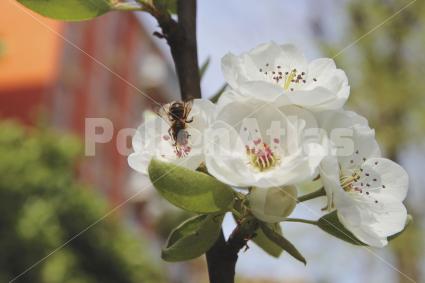 Pyrus communis