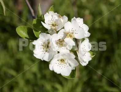 Pyrus communis