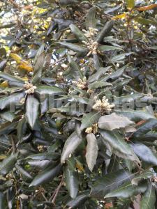 Quercus ilex L.