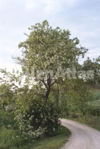 Robinia pseudoacacia