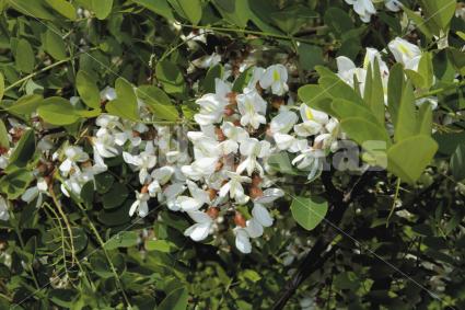 Robinia pseudoacacia