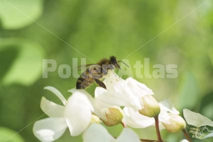 Robinia pseudoacacia