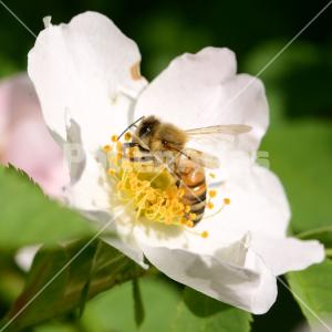 Rosa canina