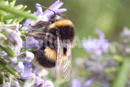 Rosmarinus officinalis