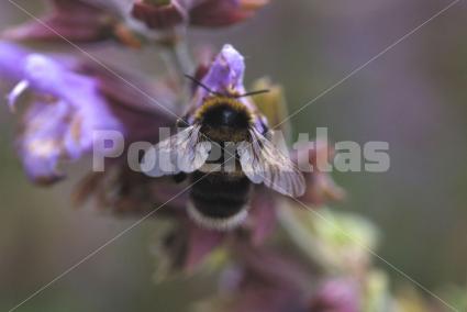 Salvia officinalis