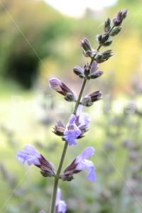 Salvia officinalis