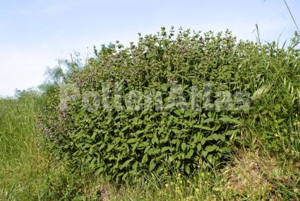 Salvia officinalis