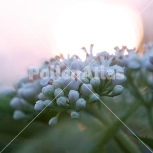 Sambucus ebulus