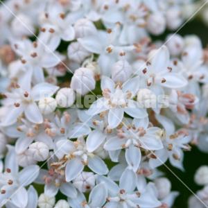 Sambucus ebulus