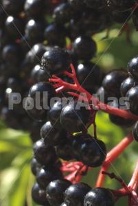 Sambucus nigra