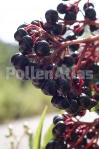 Sambucus nigra