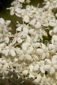 Sambucus nigra