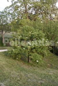 Sambucus nigra