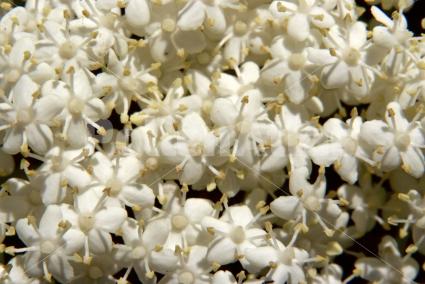Sambucus nigra