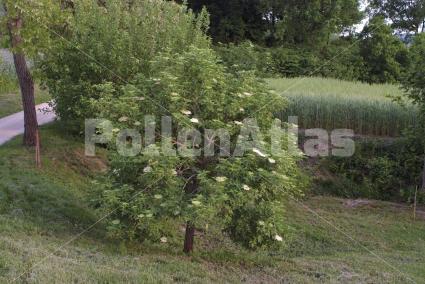Sambucus nigra