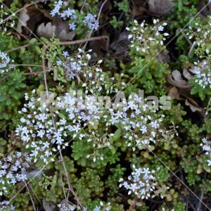 Sedum album 1