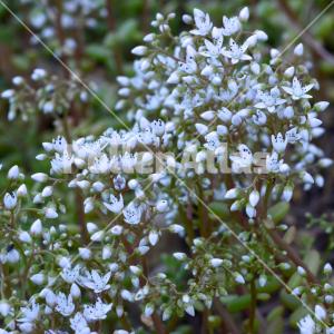 Sedum album 2