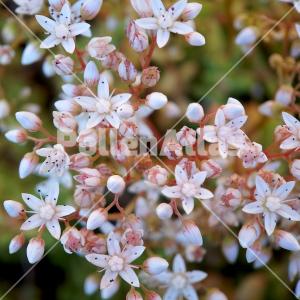 Sedum album 3