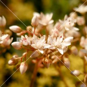 Sedum album 4