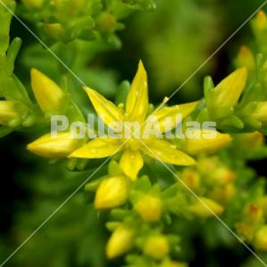 Sedum sexangulare 4