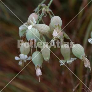 Silene vulgaris