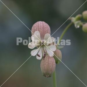 Silene vulgaris