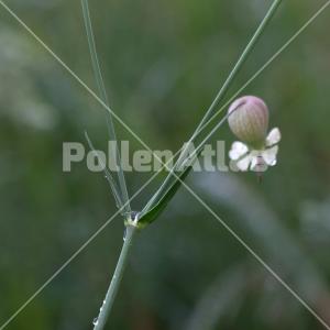 Silene vulgaris