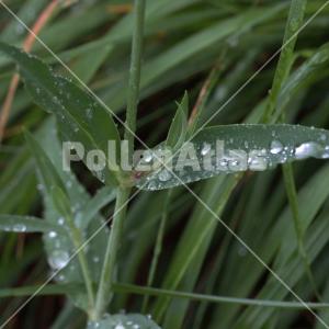 Silene vulgaris