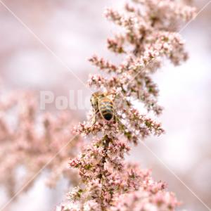 Tamarix gallica