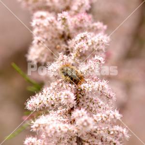 Tamarix gallica