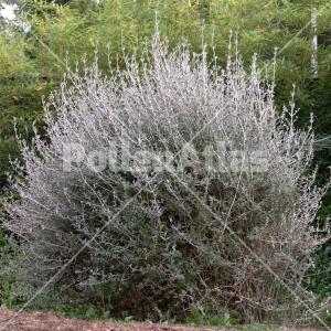 Teucrium fruticans