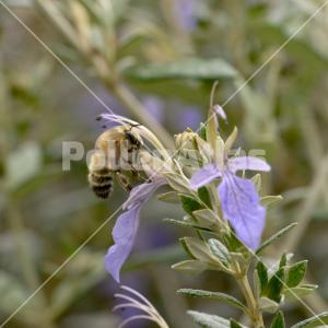 Teucrium fruticans