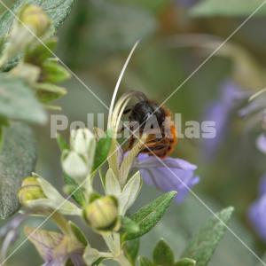 Teucrium fruticans